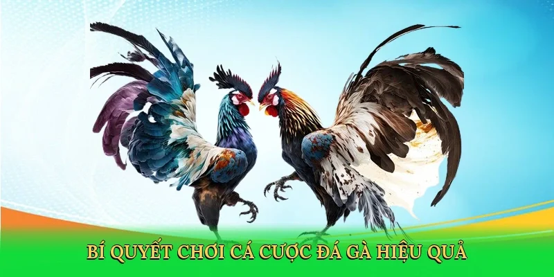 Bí quyết chơi cá cược đá gà hiệu quả