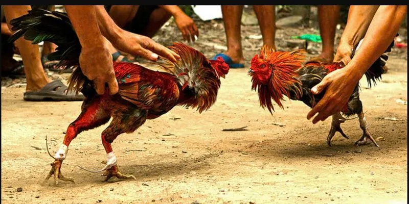 Liên tục nhận tại KUBET