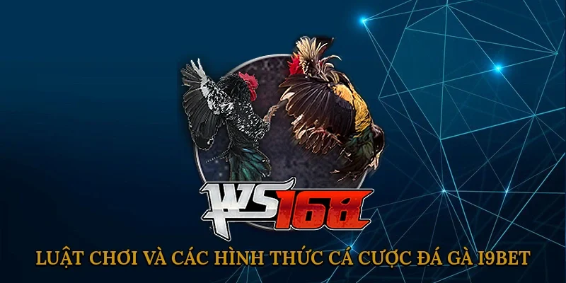 luat-choi-va-cac-hinh-thuc-ca-cuoc-da-ga-i9bet-2