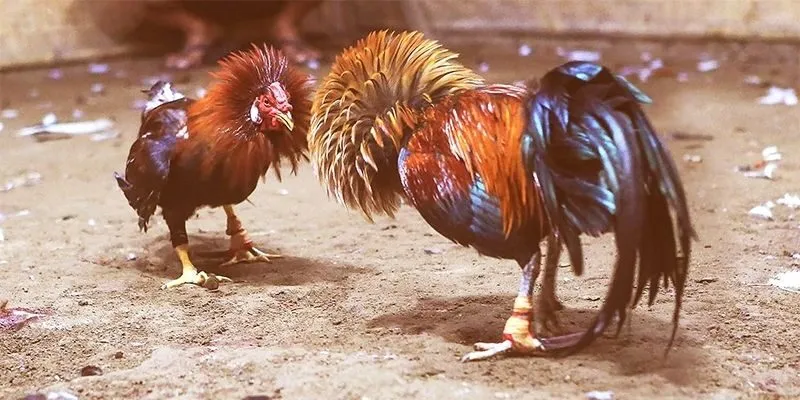 Những lưu ý khi cá cược đá gà trực tiếp