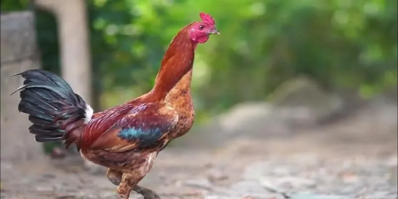 Thanh toán rất siêu tốc