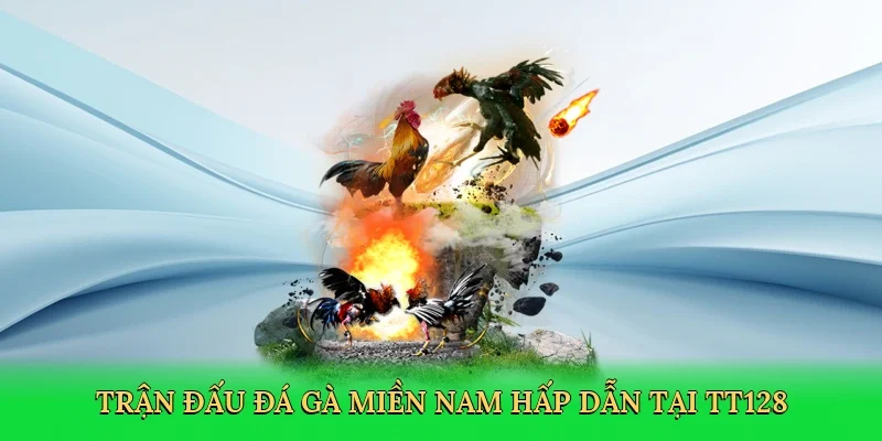 Trận đấu đá gà miền nam hấp dẫn tại TT128