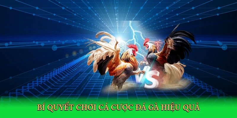 Bí quyết chơi cá cược đá gà hiệu quả