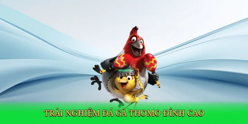 Trải nghiệm Đá gà Thomo đỉnh cao
